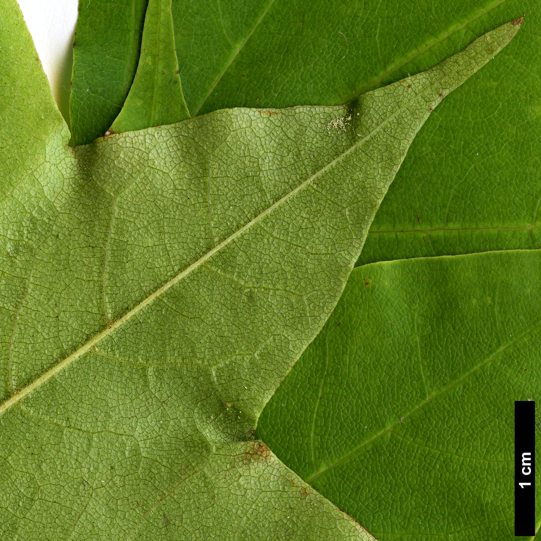 High resolution image: Family: Sapindaceae - Genus: Acer - Taxon: pictum - SpeciesSub: subsp. savatieri